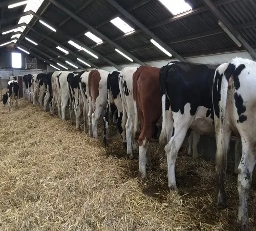 Healthy Live Pregnant Holstein Heifers Cows/ Dairy Cows at Competitive prices