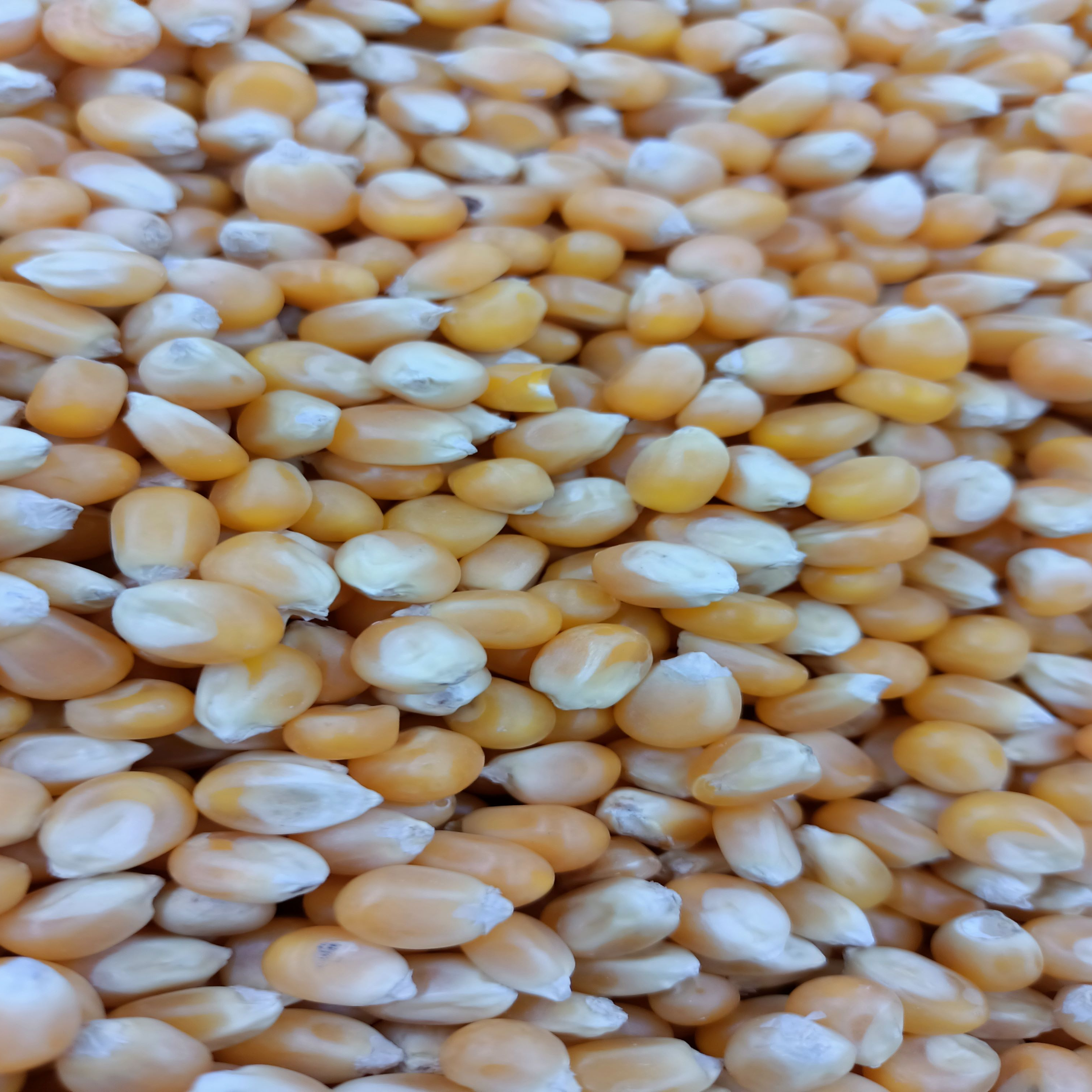 Quality Yellow Corn