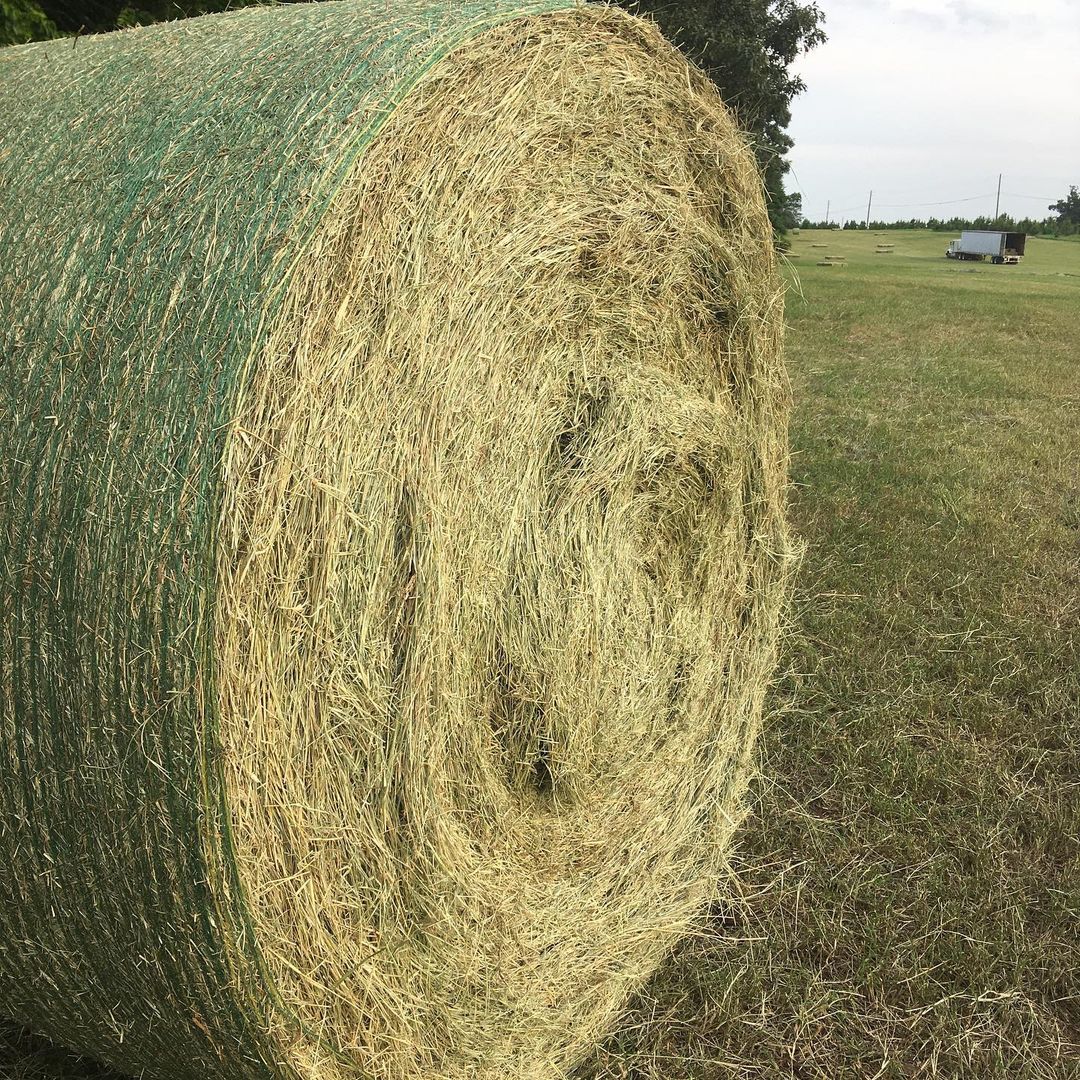 Top Sale Quality Alfalfa Hay for Animal Feed ..