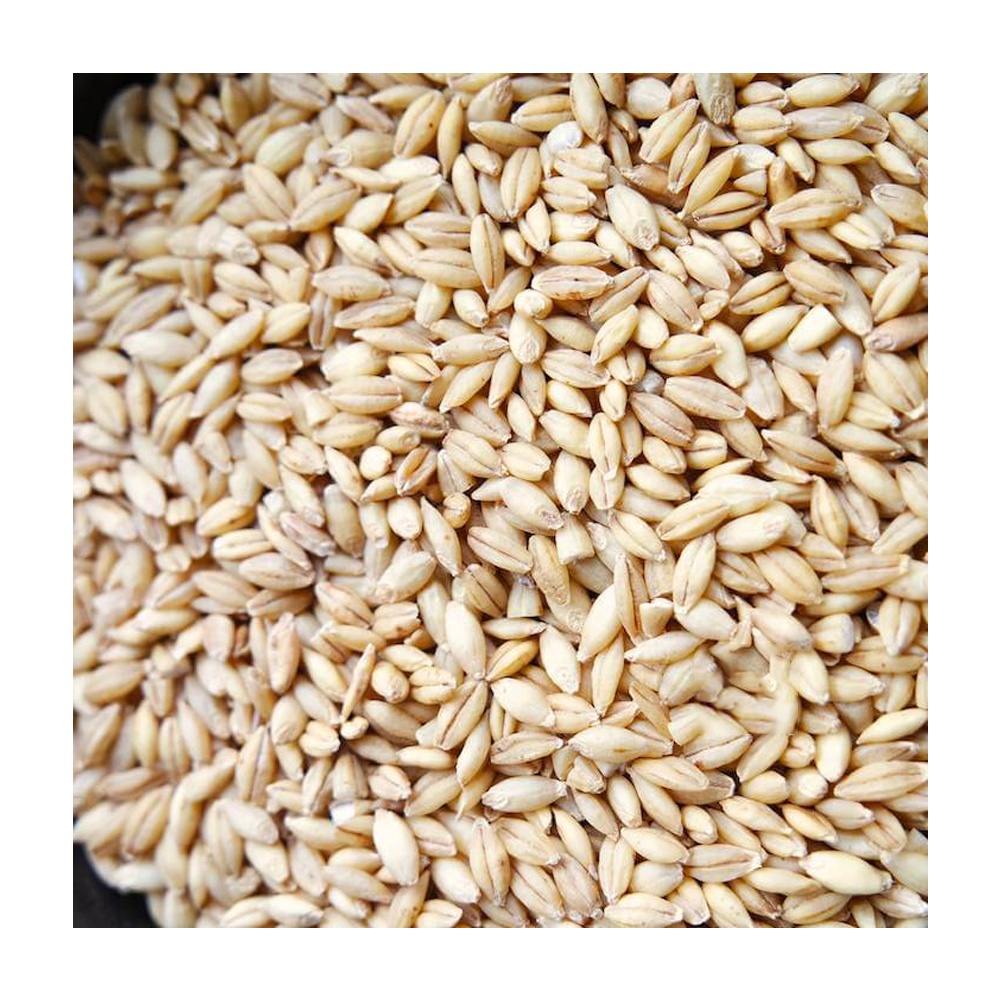 Barley grains healthy food animal feed for animals natural wholesale bulk organic non-GMO cereal grains original manufacturer