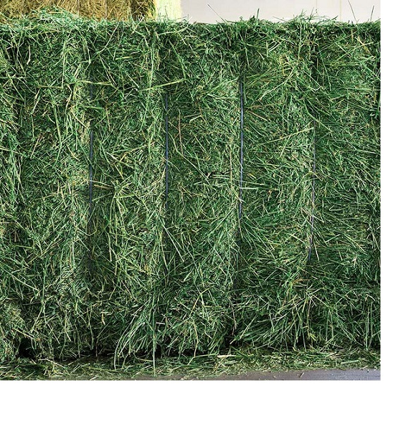 Wholesale Organic Alfafa Hay Animal Feeding/Animal welfare Quality