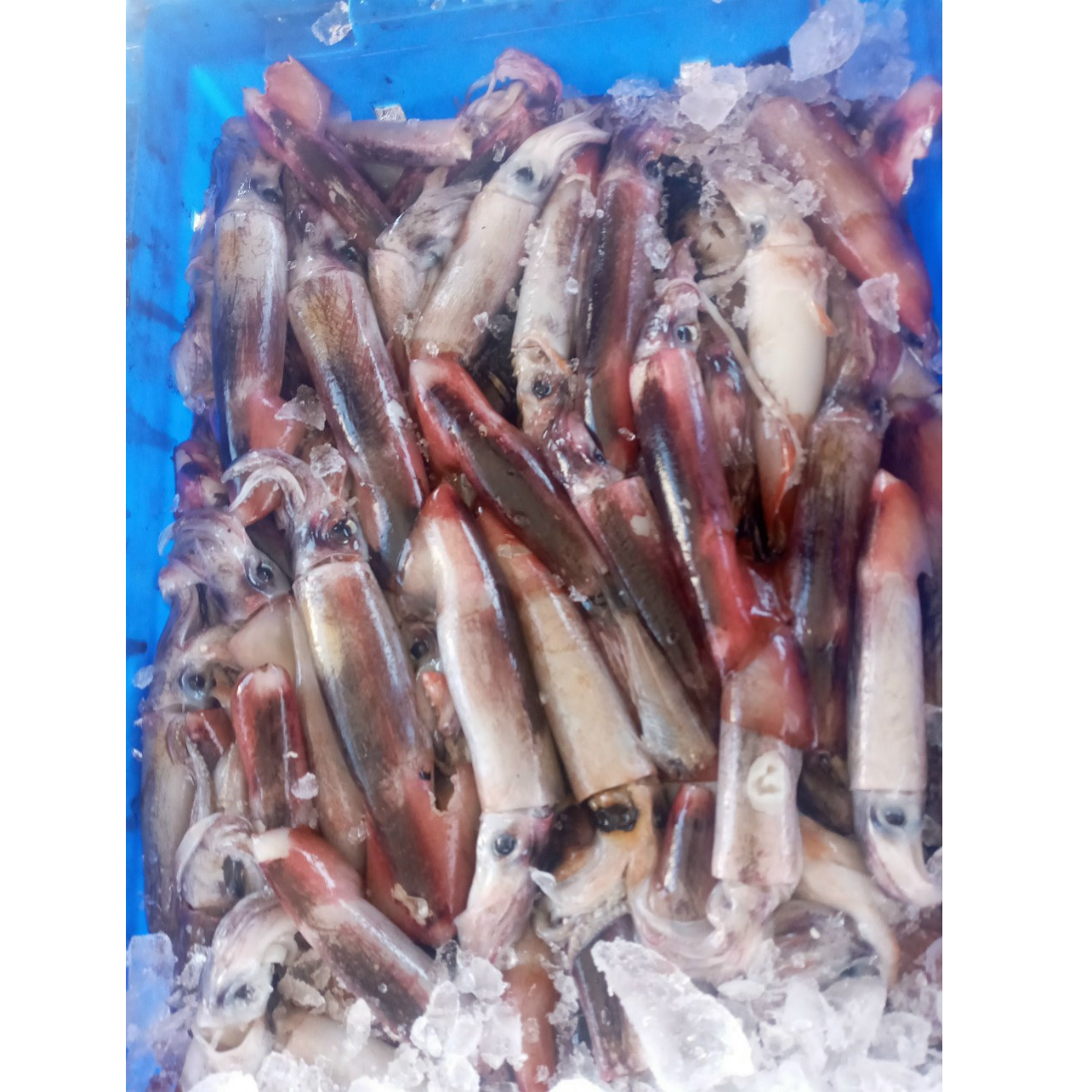 Best Price !!! High Quality Wholesale Frozen Black Squid