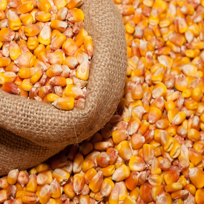 Cheap Yellow Corn/ Maize For Poultry Feed/ Yellow Corn & White Corn for Human & Animal Feed for Sale