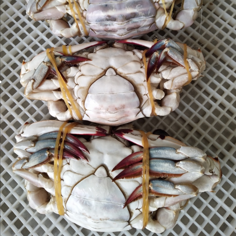 Frozen blue swimming crab cut blue swimming crab