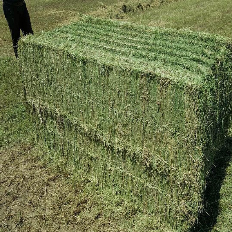 Alfalfa Hay For Sale #2 3x4x8