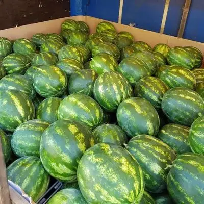 100% натуральная Высококачественная пресная дыня для продажи