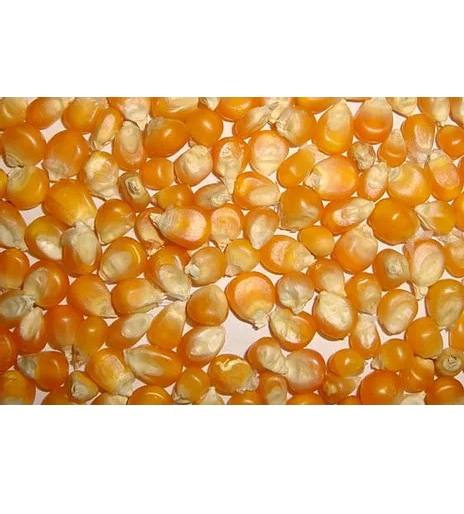 High Quality Yellow corn kernels Pure natural Organic Corn Yellow For Animal/Human