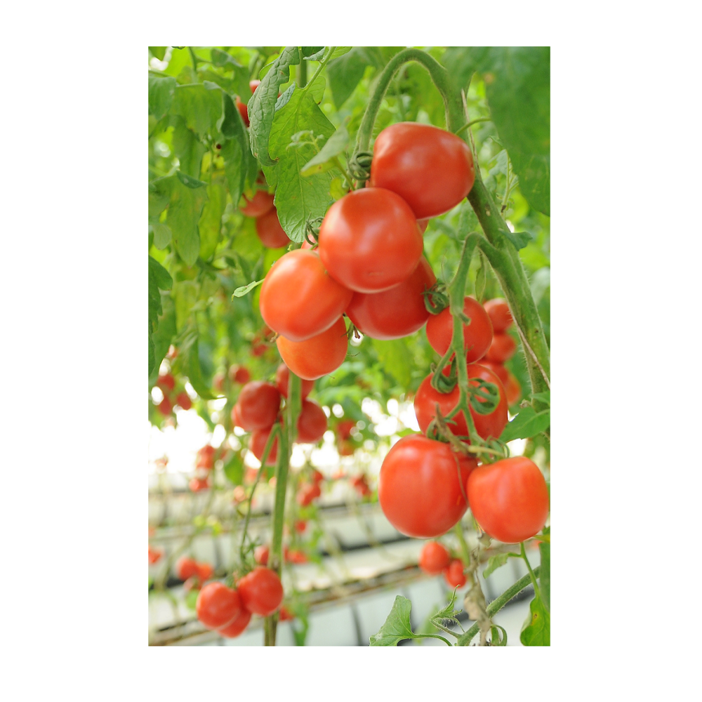 Fresh tomatoes from Peru (Lasuco)