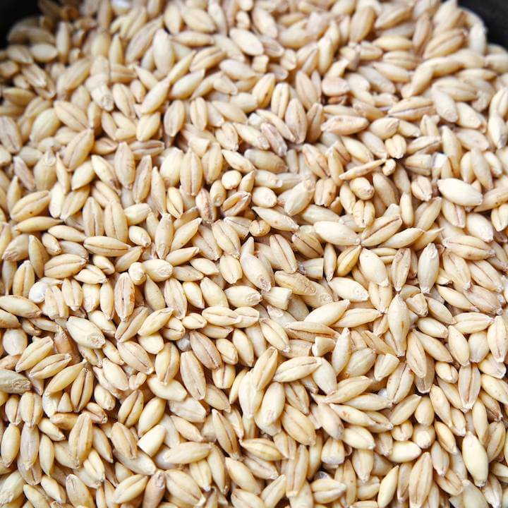 Animal Feed Barley For Sale