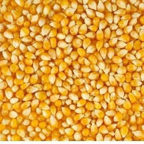 Желтая Кукуруза для продажи в Южной Африке