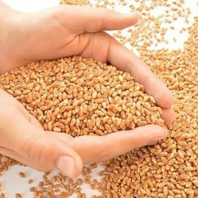 Wholesale Grains Wheat / High Quality Milling Wheat Grains for Supply