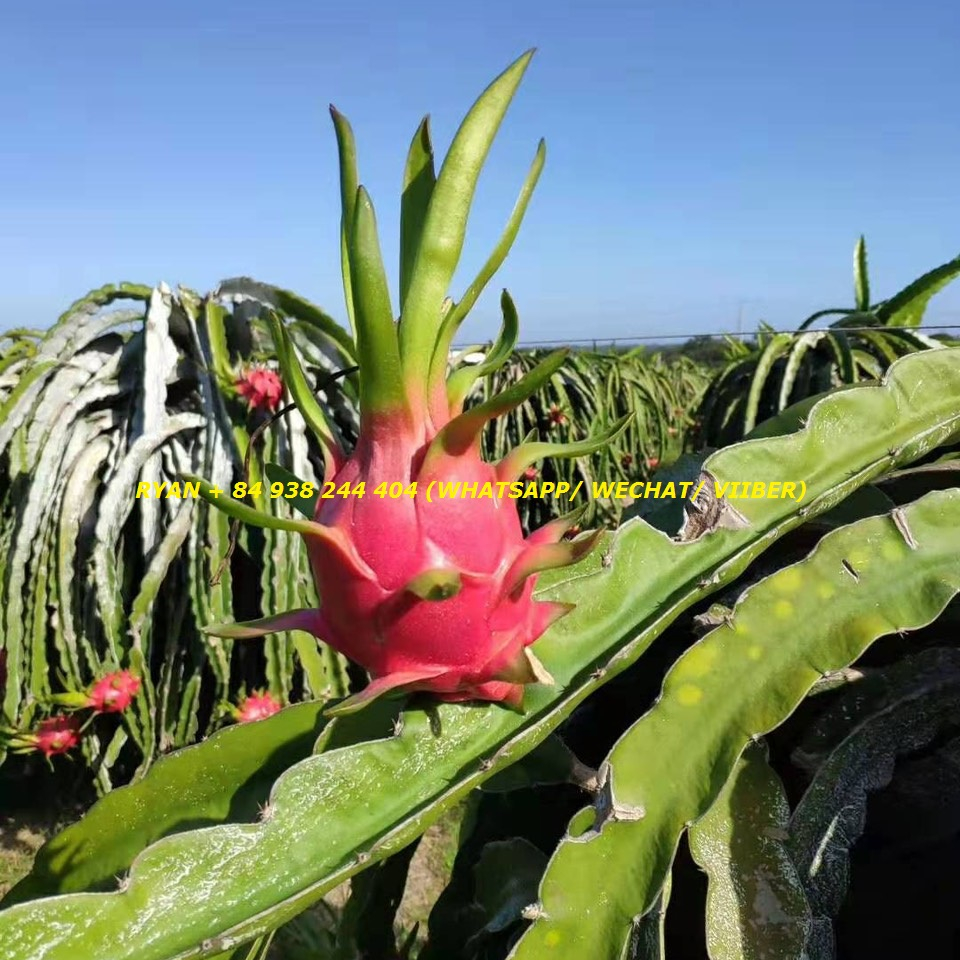 Fresh dragon fruit / Pitaya Viet Nam supplier Mr.Ryan + 84938244404
