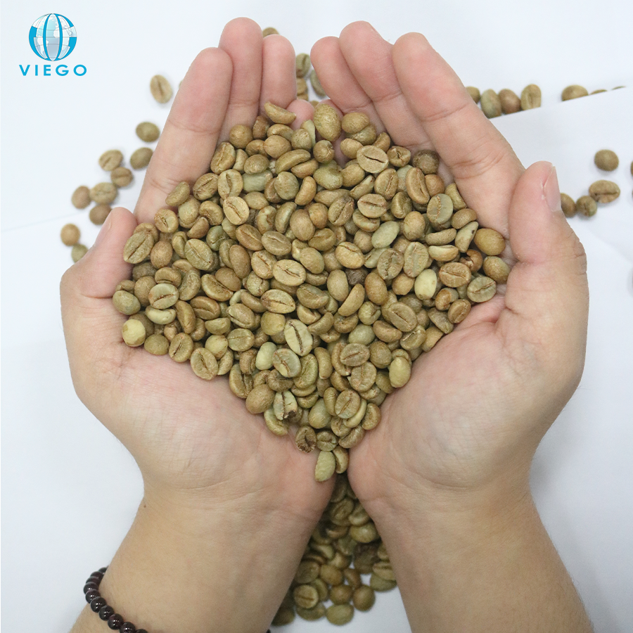 Vietnam Robusta Green Coffee Beans, Grade 1/AB Screen 16 Wet Polished Cheapest Price