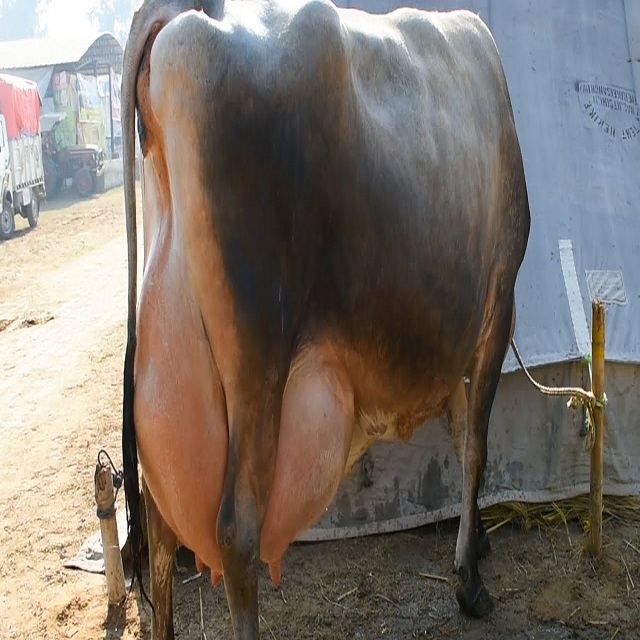 Для беременных Holstein Heifers & Jersey Heifers коровы на продажу