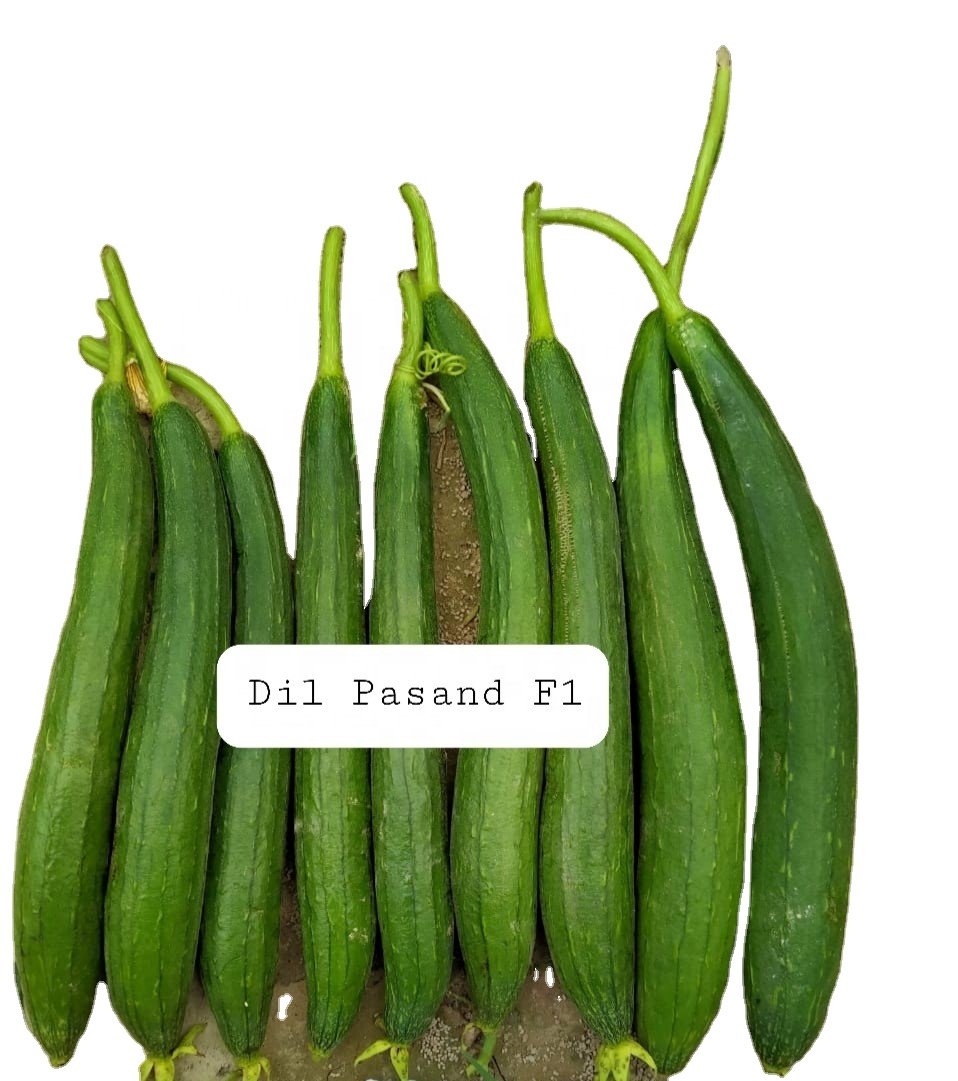 Sponge Gourd Hybrid DIL PASAND F1 Seeds
