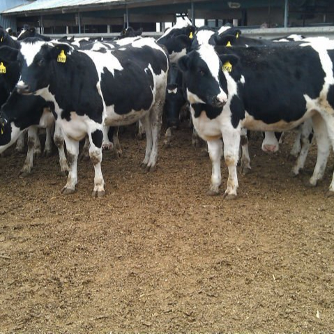 Top Sale Pregnant Holstein Heifers cows for good price