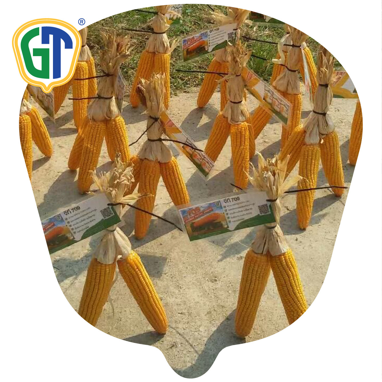 Very High Yield 105-110 Days Maturity Medium Size 83-85% Shelling Orange Yellow Color Corn Seeds