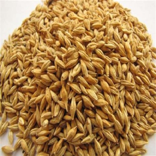 Barley for animal feeding / Ukrainian feed barley in bulk for export