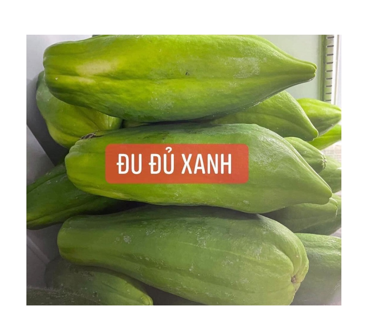 Best Quality and Fresh Green Papaya a Grade 2 Kg COMMON Cultivation from Viet Nam with ISO, HACCP Certification