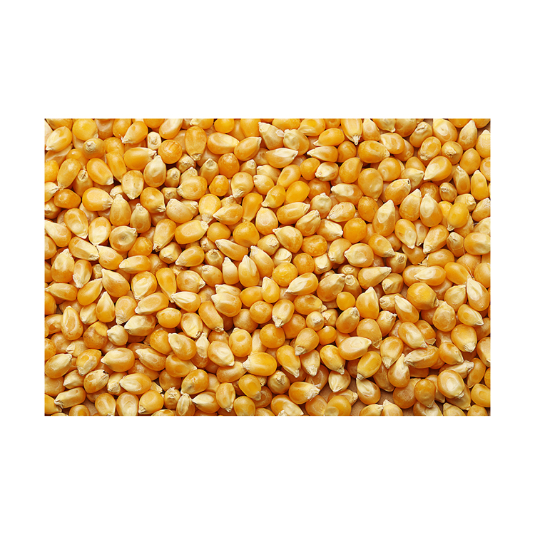Top quality corn grain in bulk, food & beverage