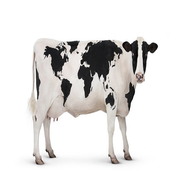 * Здоровые Беременные голландские хифсеры Holstein/фрисийский Крупный рогатый скот, абердинская мухобойная говядина, живые молочные коровы