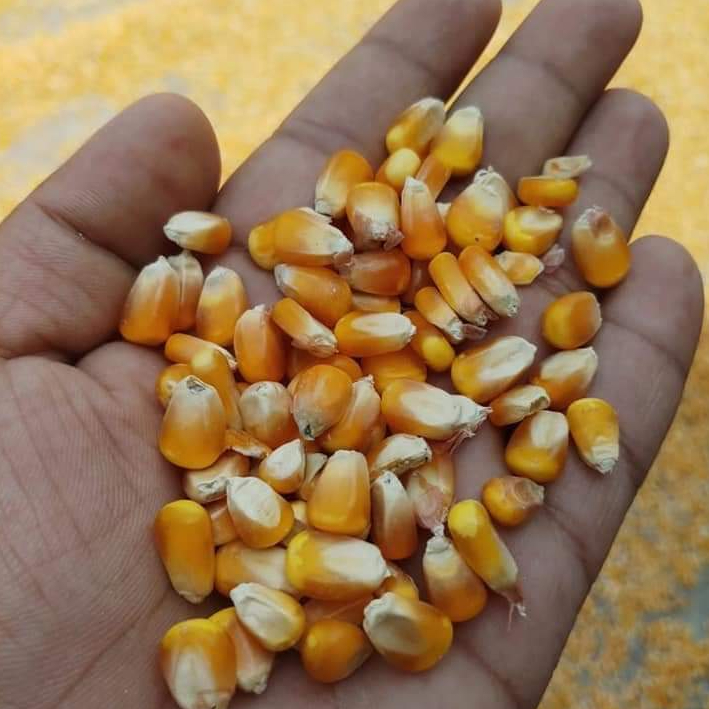 Yellow Corn/ yellow corn for human consumption non gmo yellow corn/ yellow corn for animal feed, popcorn