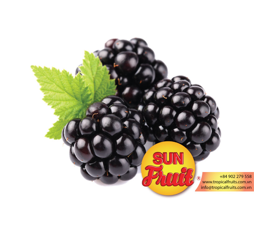 Wholesale fresh frozen fruit