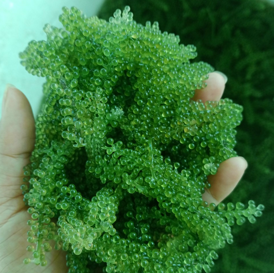 Sea Grape Vietnam 2021 / Dehydrate sea weed