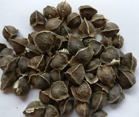 health food Moringa seed extract Powder moringa extract wholesale