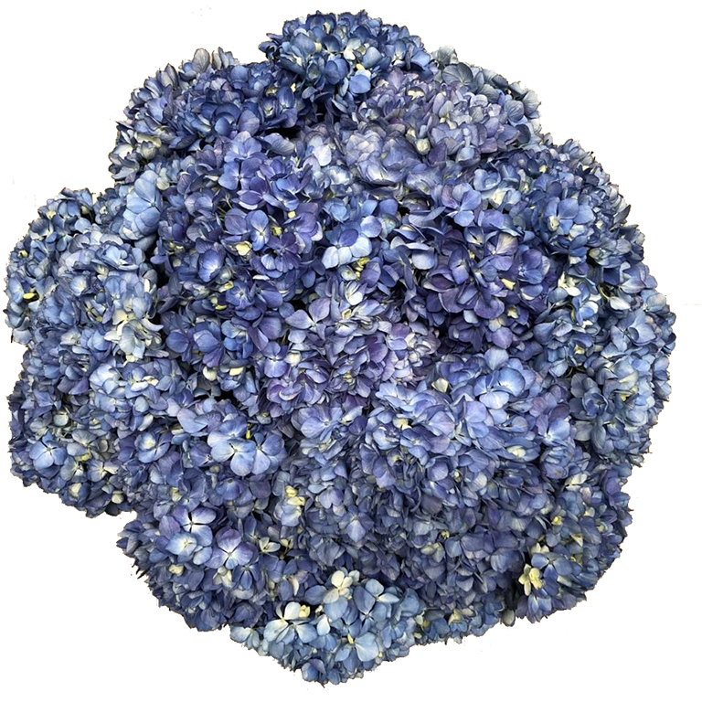 Hydrangea Shocking Blue For US only