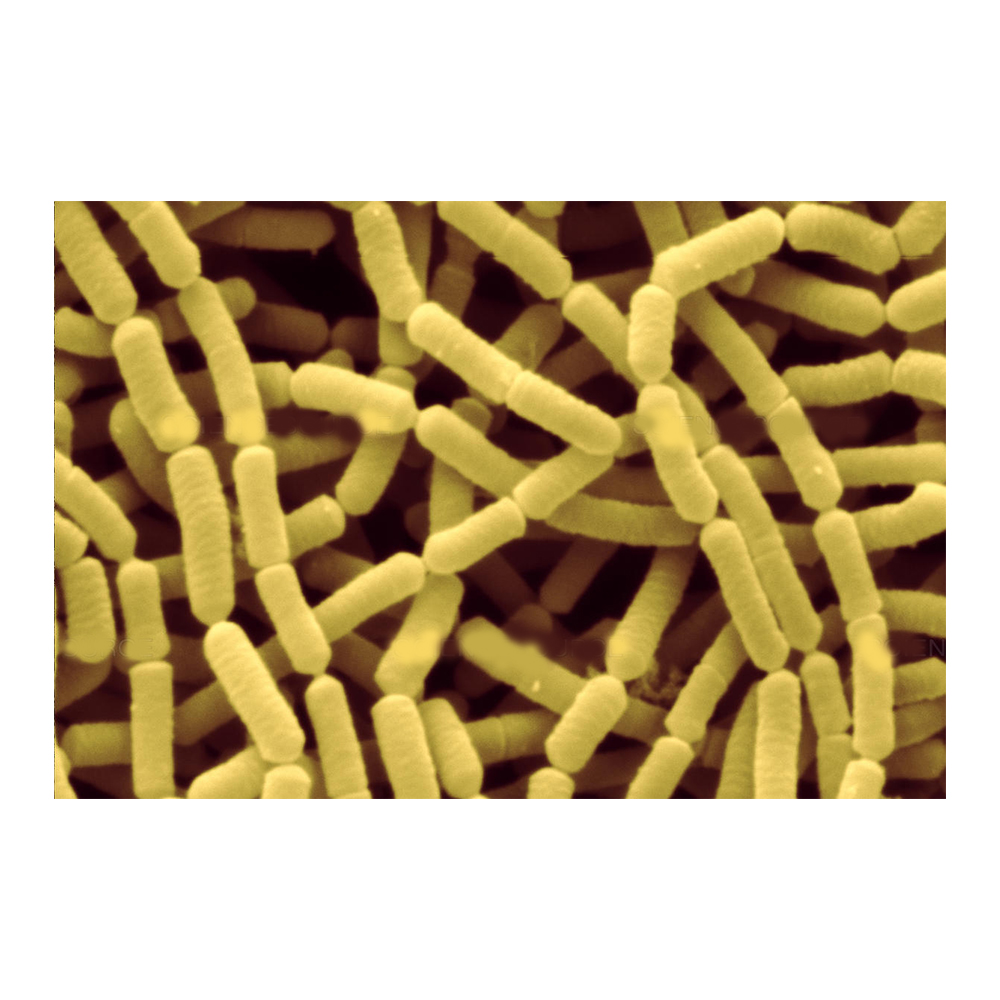 Массовая упаковка, поставщик пробиотиков Lactobacillus Rhamnosus gg-Zealmax Biopharma