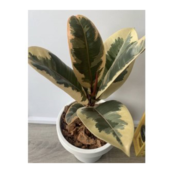Natural Variegated Variegated Plants From Thailand
