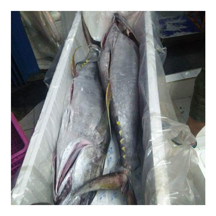 Оптовая продажа экспорта морепродуктов, свежее желтое филе тунца