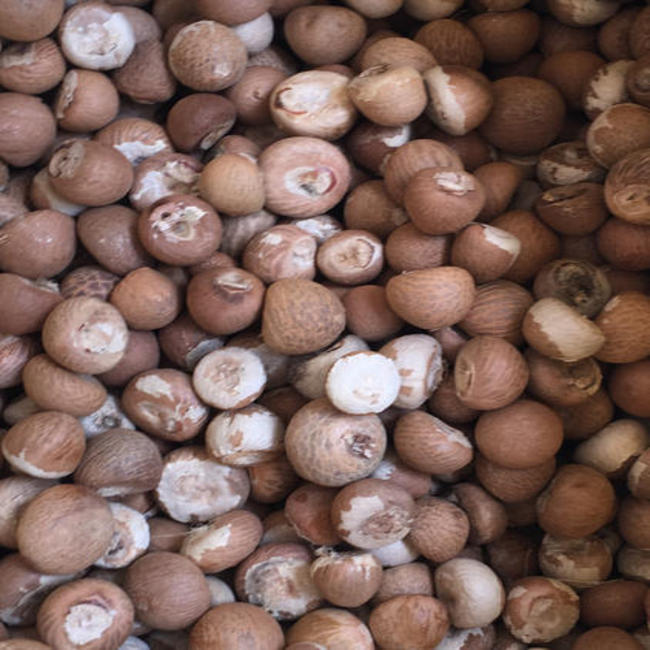 BETEL NUT