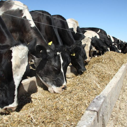 CATTLE FEED SUPPLEMENT (VITAMIN AD3EC)