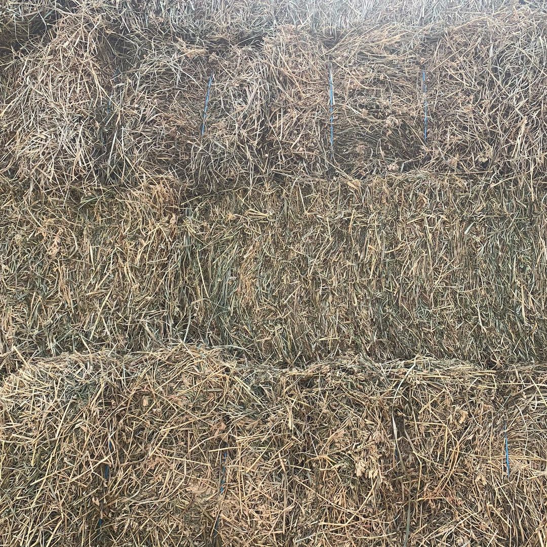 Top Quality Premium Alfalfa Hay At Low Price