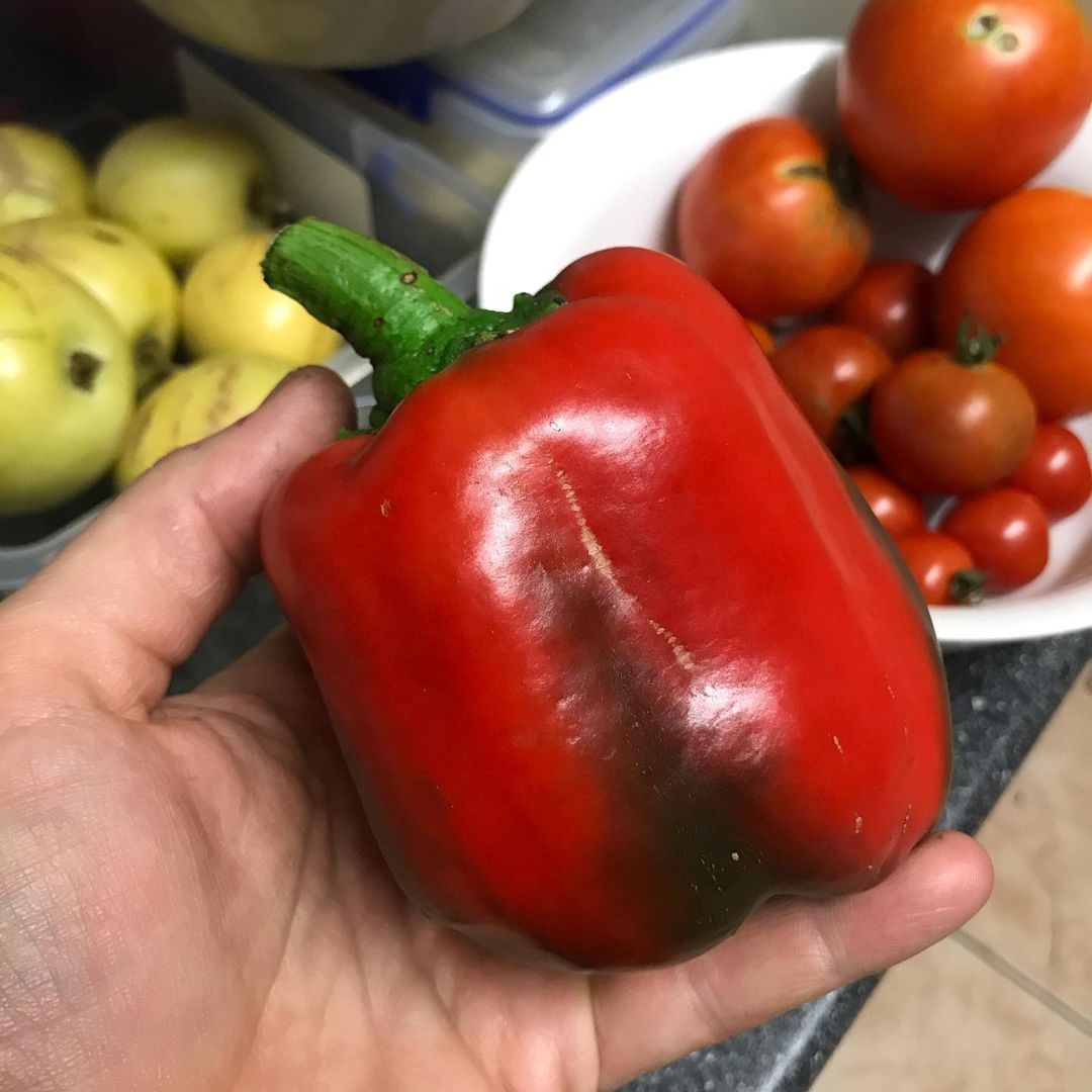 Ранг один свежий капсикум для продажи