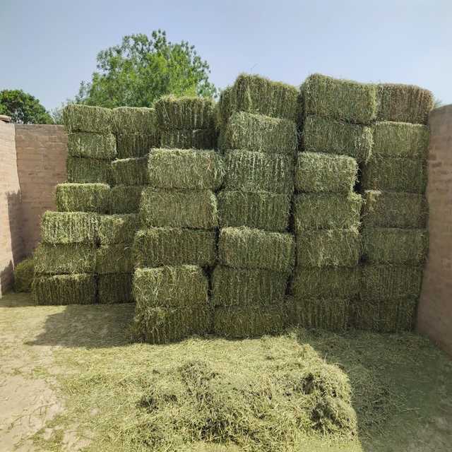 Альфальфа сено