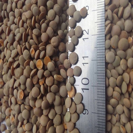 Wholesale Organic Canadian Lentils - Green Lentils