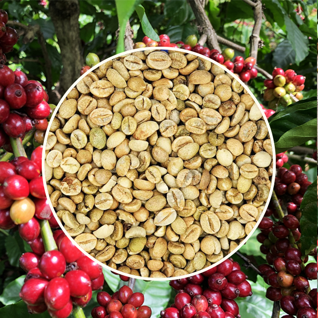 Robusta S18 Premium Honey Green Coffee Beans Specialty Robusta Simexco DakLak