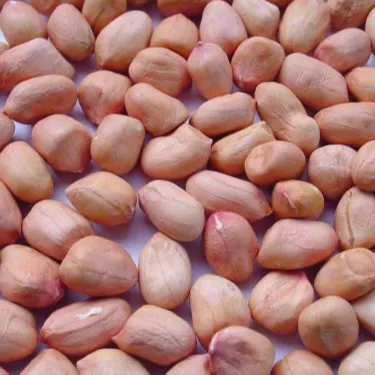 High Grade Raw Peanuts kernels and Peanuts / Roasted Blanched Peanuts Seeds for sale