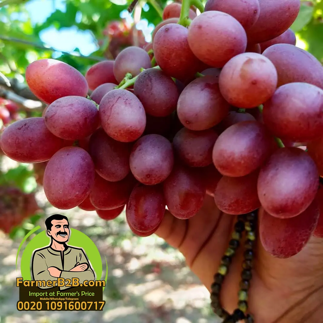 Crimson and Red Globe fresh grapes Best Quality + Farmers Price