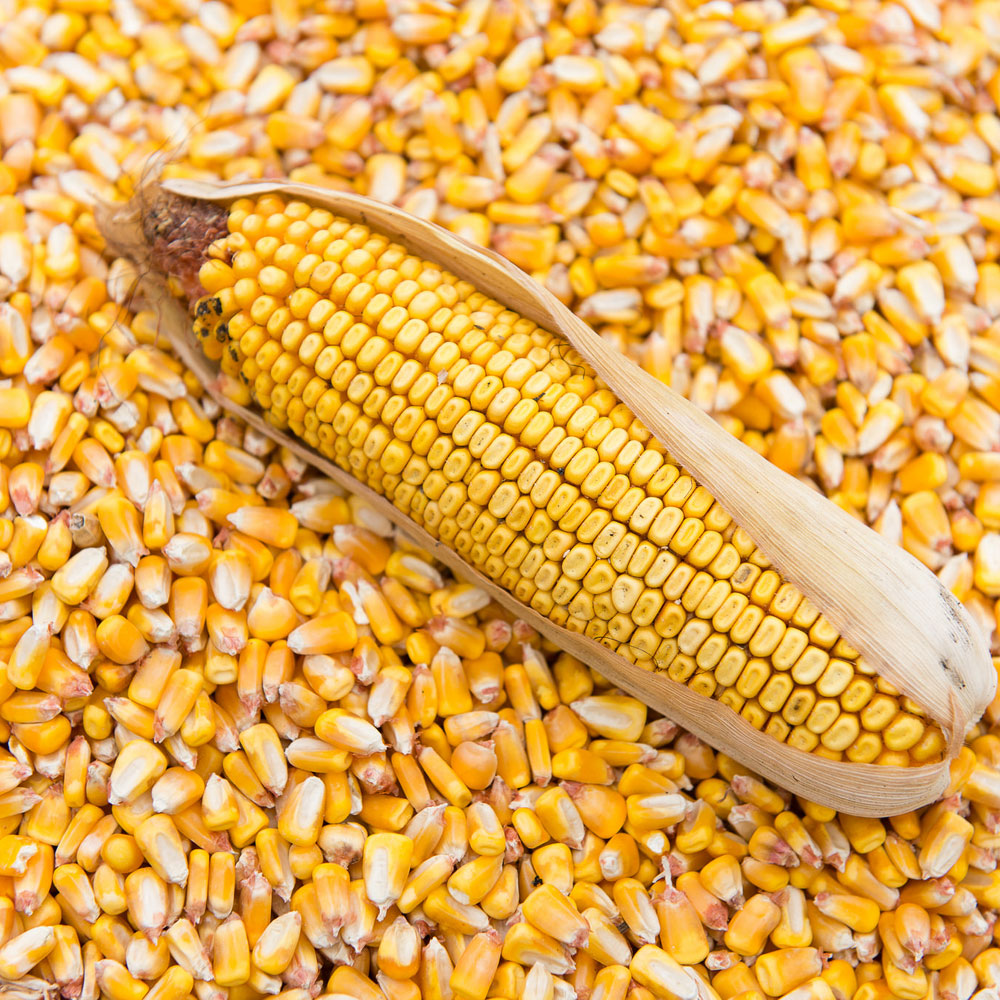 Yellow Corn/Maize For Animal Feed
