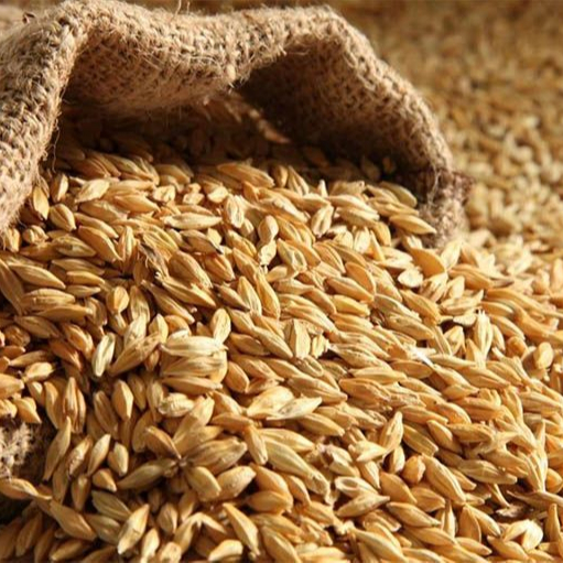 Natural Raw Barley Grains For Sale