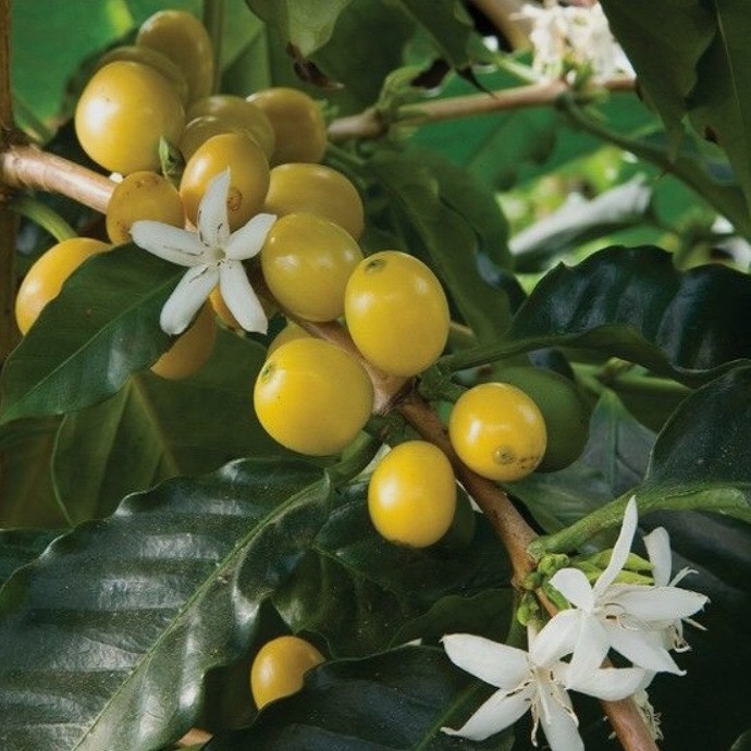 Most Favorite Robusta Coffee Whole Bean Coffee Bitter Taste HACCP Certification from VietNam