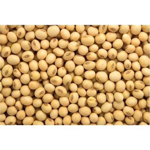 Non GMO Dried High Protein Soybean Seed