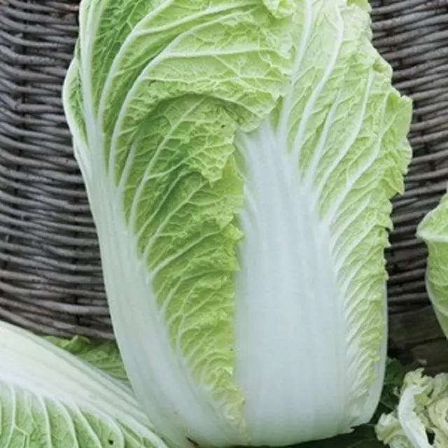 Fresh White Green Celery Cabbage Australia