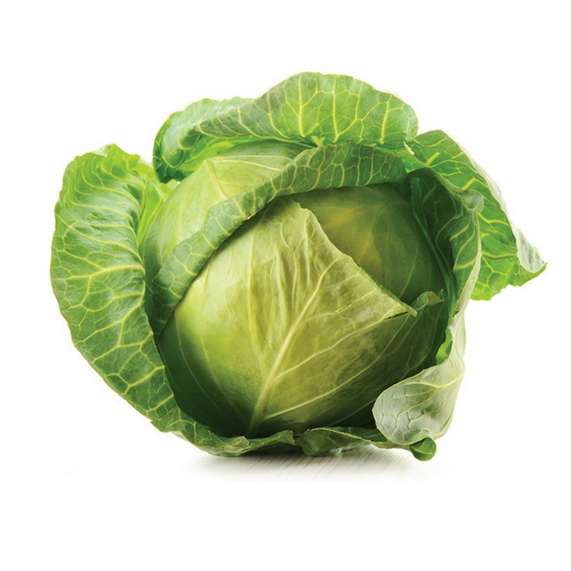 New harvest bulk green cabbages fresh organic cabbages Cabbage