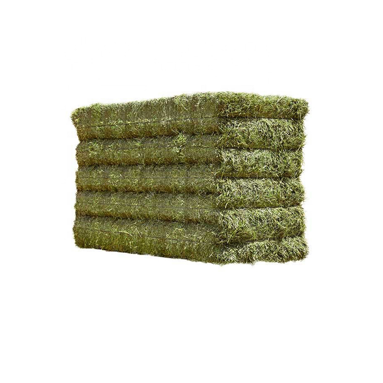 Leading Supplier of Genuine Quality Hay Type Dehydrated Alfalfa at Minimal Price