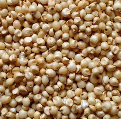 Natural Indian Sorghum White high nutrition bulk export wholesale